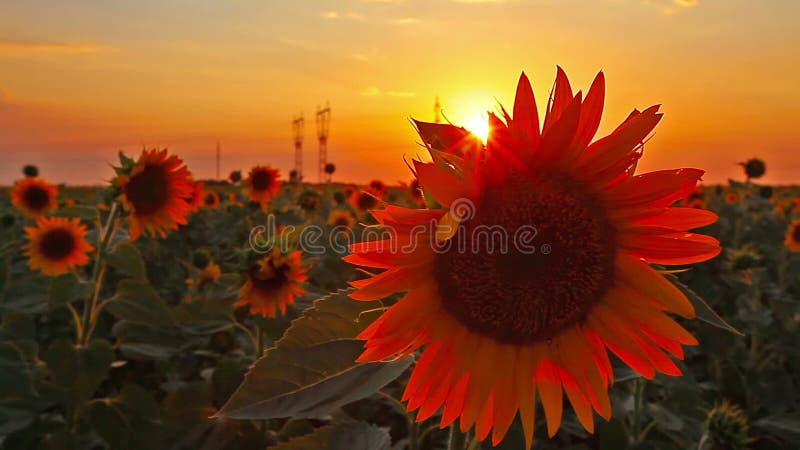 Flowering sunflowers