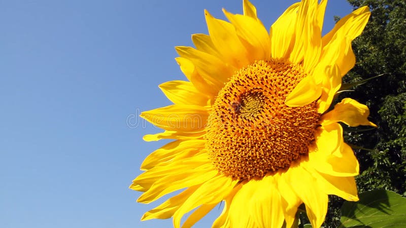 Flowering Sunflowers