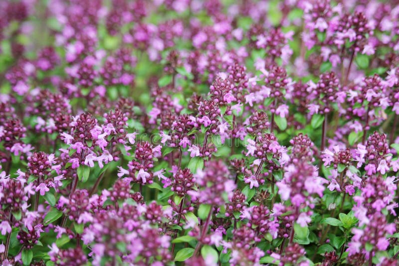 Flowering Wild thyme field stock image. Image of alpine 69394145