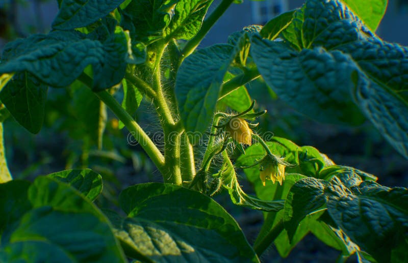 Tomato plant flowers stock photo. Image of vegetable 220885532