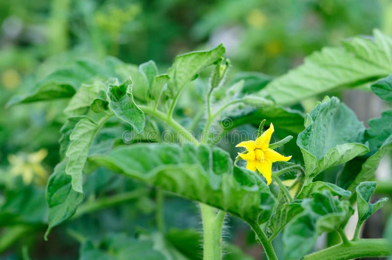 Flowering Tomato Plant. Yellow Flowers Close Up on a Background of