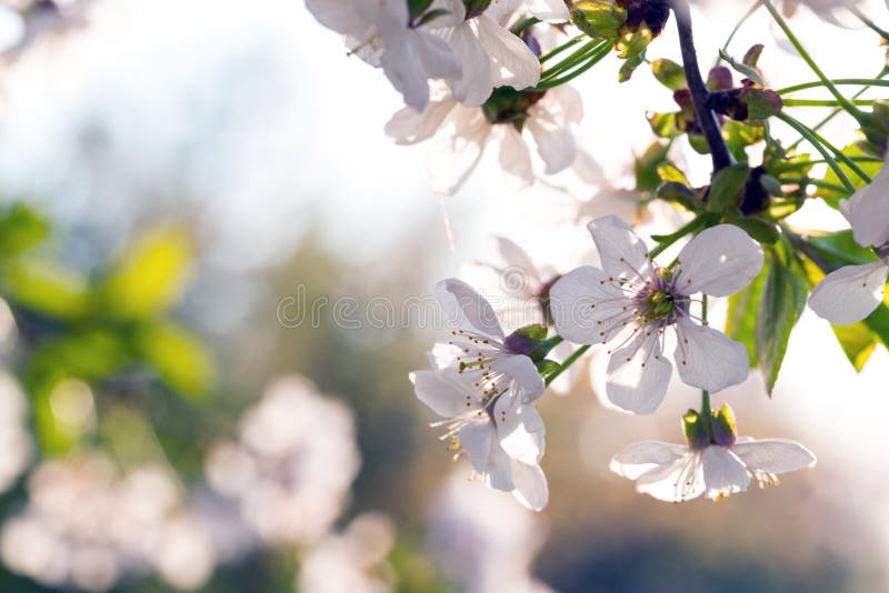 Flowering tree apricot stock image. Image of gardening - 136328429