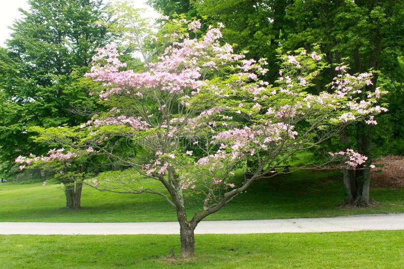 Flowering Tree