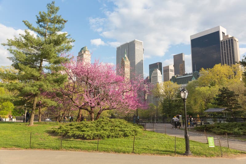 Flowering Trees in Central Park, NYC Editorial Stock Image - Image of ...