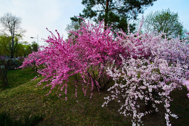 The flowering trees