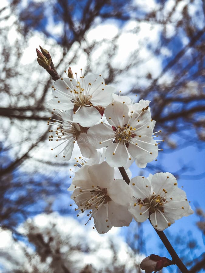 Blossoming trees in spring stock image