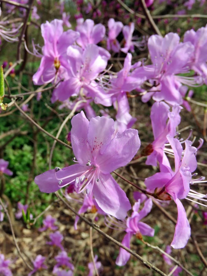 Blossoming trees in spring royalty free stock photos