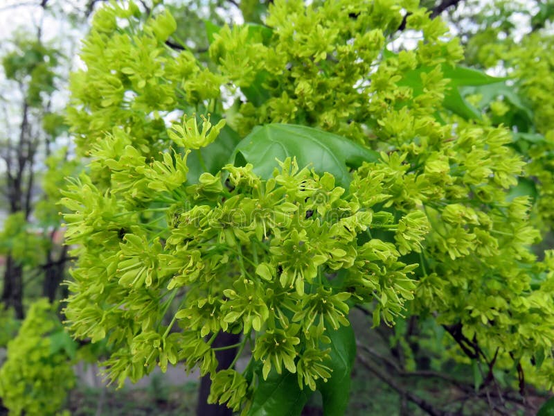 Blossoming trees in spring royalty free stock photo