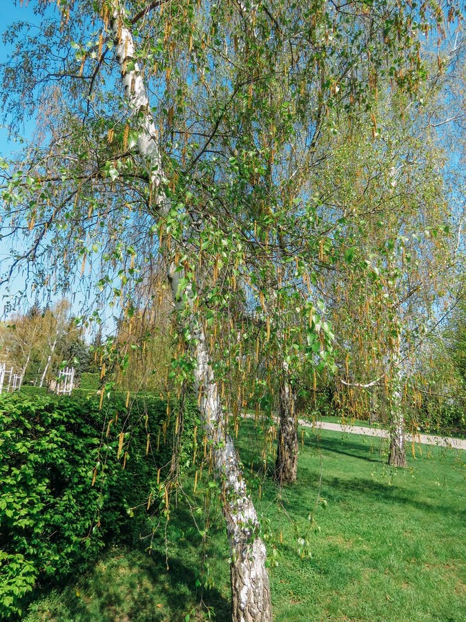 Blossoming trees in spring royalty free stock images