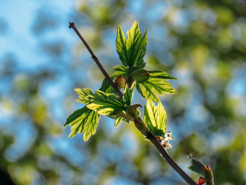 Blossoming trees in spring royalty free stock photos