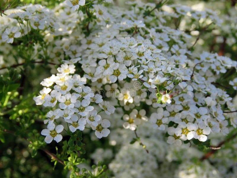 Blossoming trees in spring stock photos
