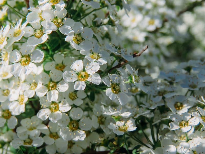 Blossoming trees in spring royalty free stock photo