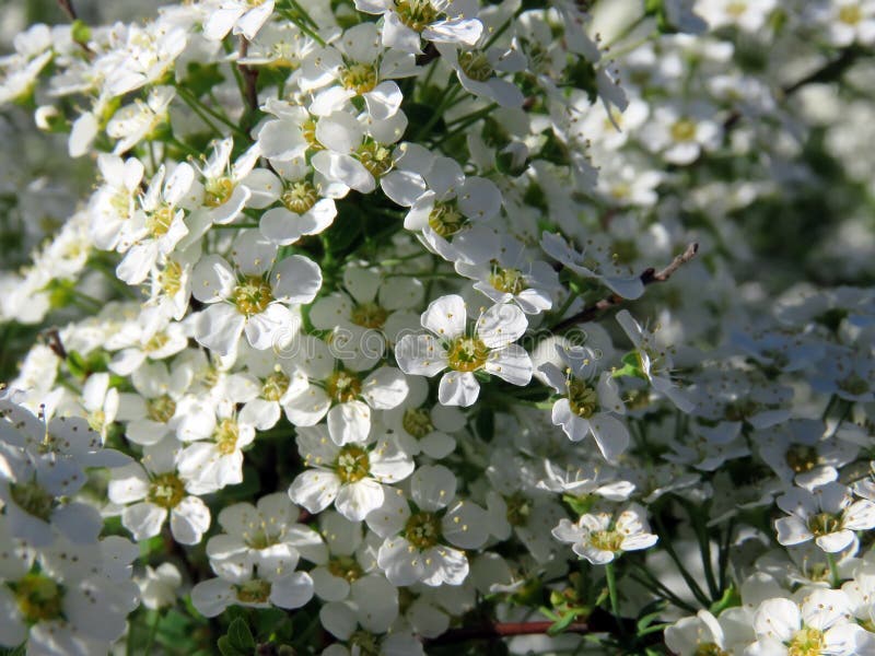 Blossoming trees in spring royalty free stock photo