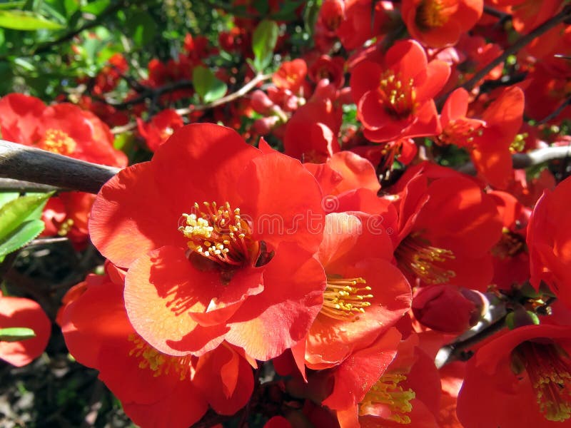 Blossoming trees in spring royalty free stock photography