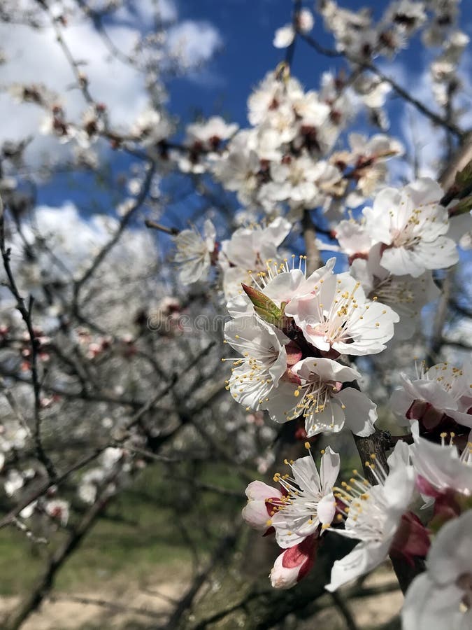 Blossoming trees in spring stock photography