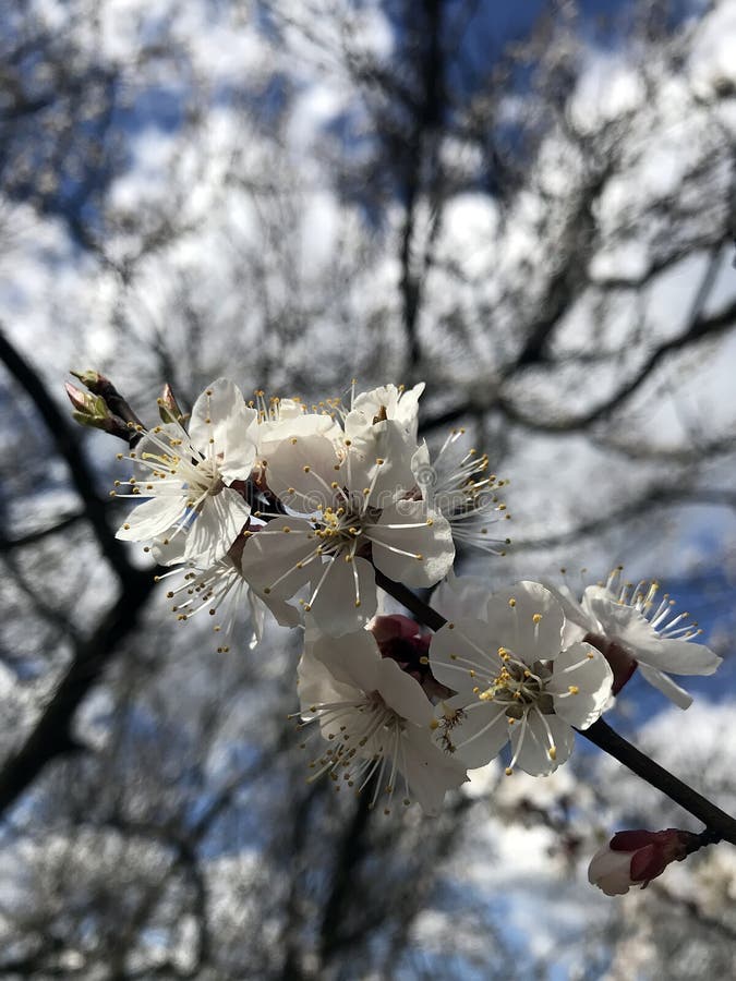 Blossoming trees in spring royalty free stock images