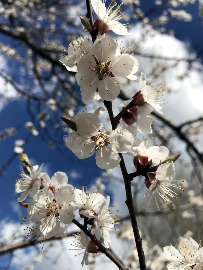 Blossoming trees in spring stock images