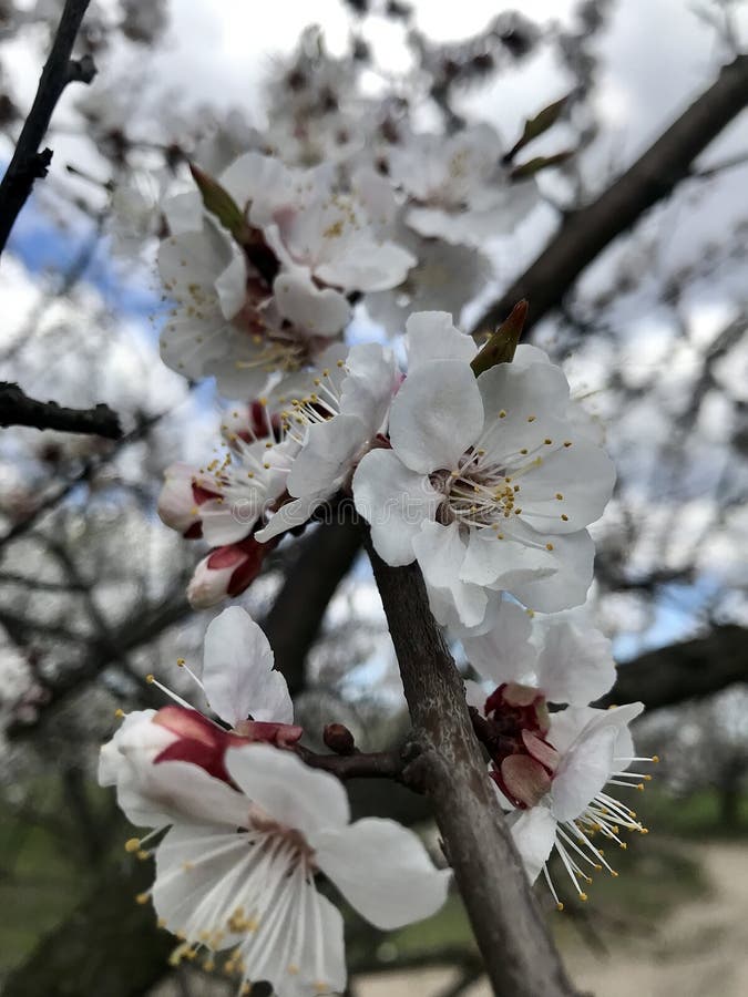 Blossoming trees in spring royalty free stock image