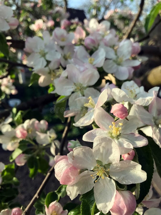 Blossoming trees in spring royalty free stock photo