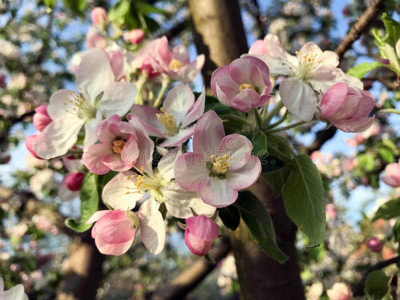 Blossoming trees in spring royalty free stock images