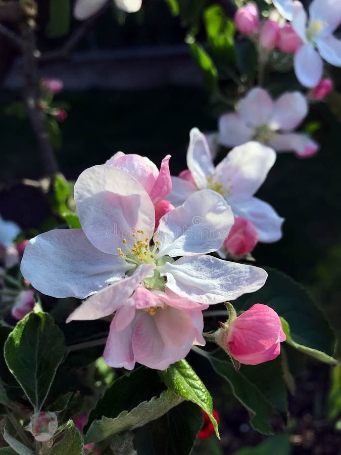 Blossoming trees in spring stock image