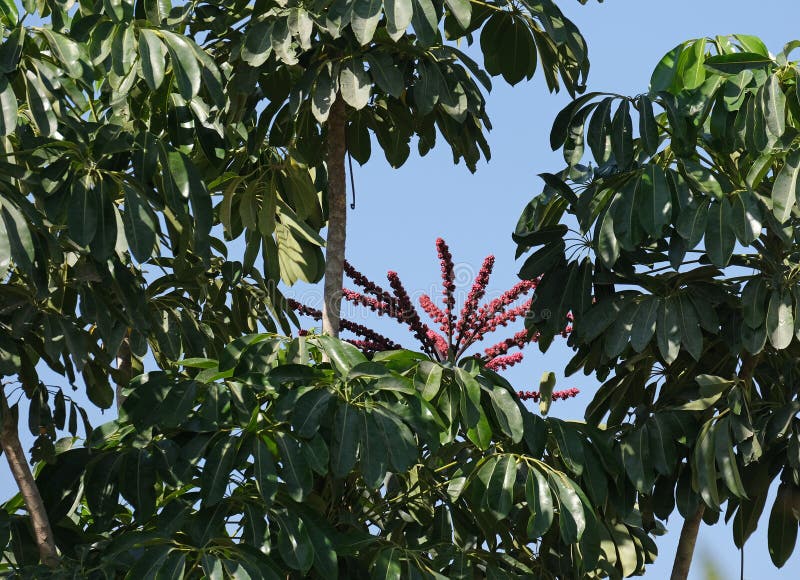 Flowering evergreen Umbrella tree Schefflera arboreal Latin - Schefflera arboricola