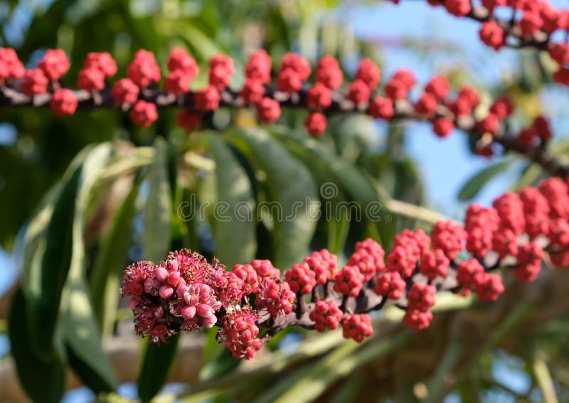 Flowering evergreen Umbrella tree Schefflera arboreal Latin - Schefflera arboricola