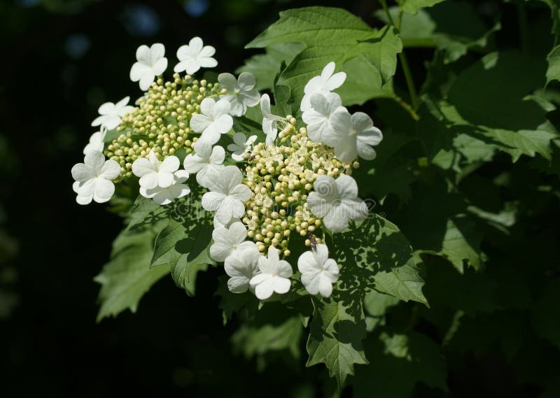 Flowering of the viburnum. Amazing beauty of tender inflorescences. royalty free stock photo Flowering of the viburnum. Amazing beauty of tender inflorescences. royalty free stock photo