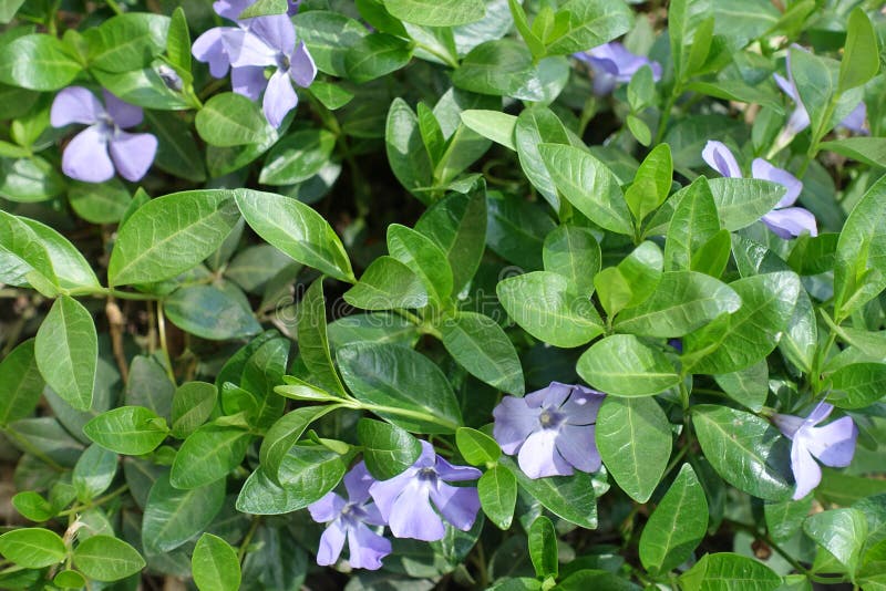 Flowering Vinca Minor Forming Groundcover in the Garden Stock Image