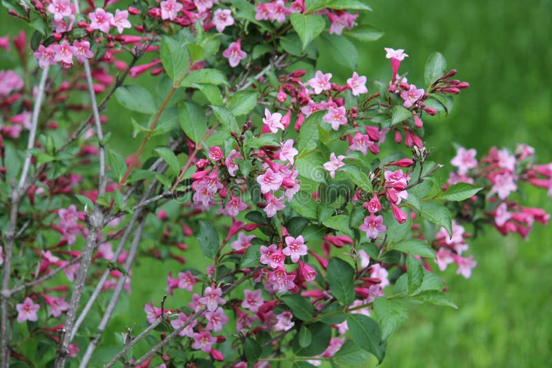 Flowering Weigela Praecox Plant with Pink Flowers and Green Leaves ...