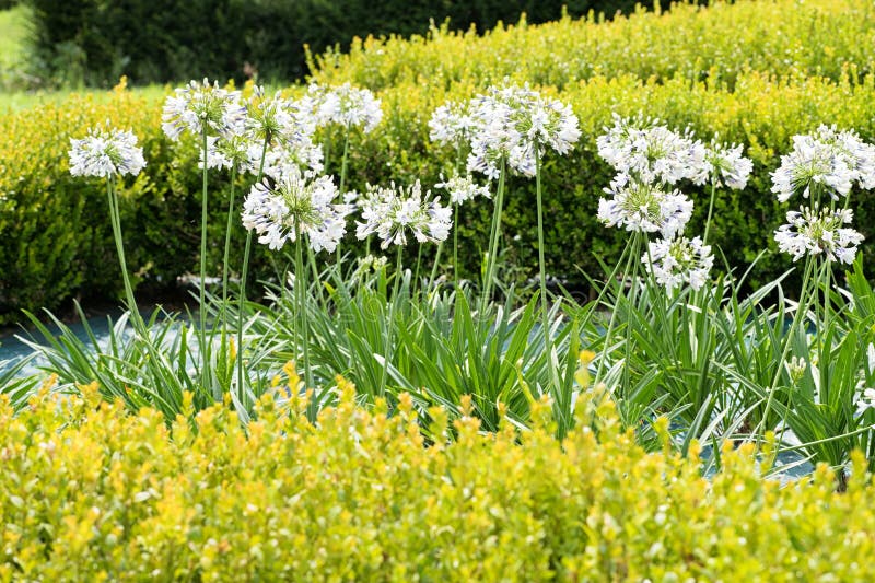 Flowering white agapanthus flowers in a garden