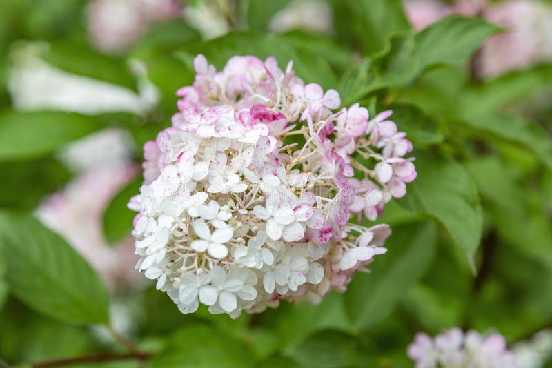 Summer Flowering of the Hydrangea Paniculata Plant Stock Image Image