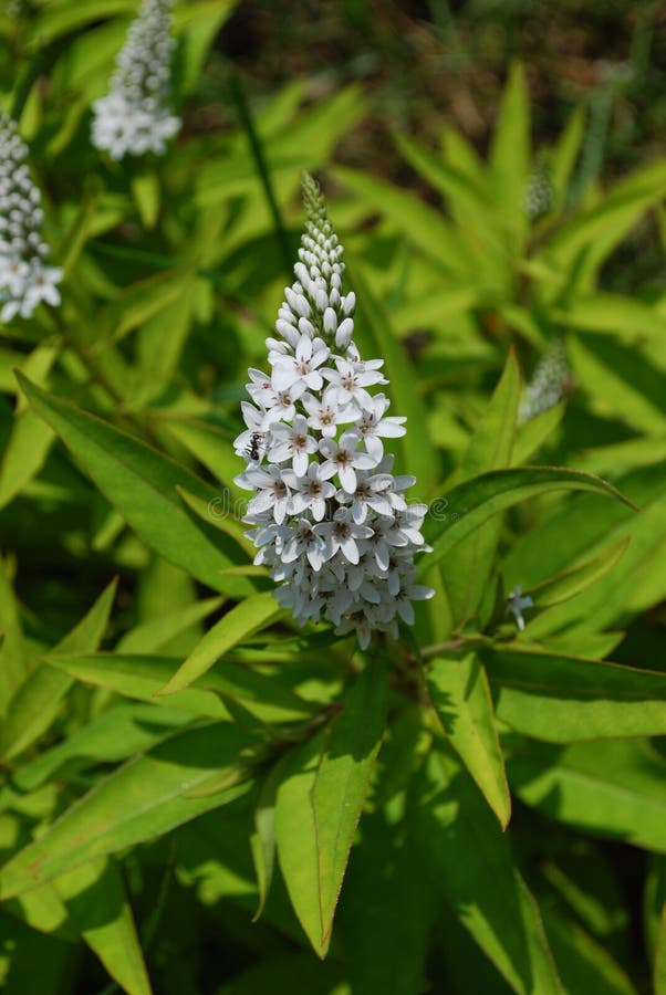 Veronica Plant stock image. Image of foliage, light, leaves 84763515