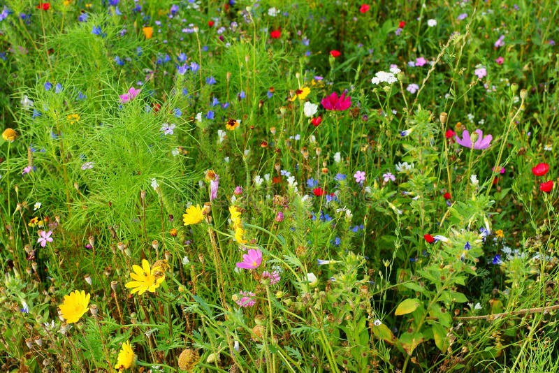 Herbal meadow mixed flowers at bloom summer season nature details