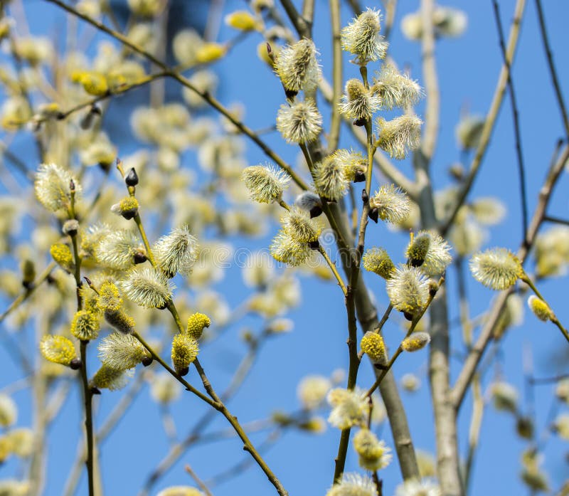 Flowering Willow Twigs on a Bright Sunny Spring Day Stock Photo - Image ...