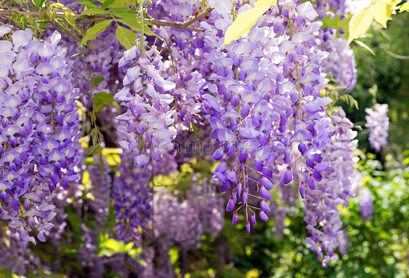 Wisteria flowers stock photo. Image of delicate, blooming 14339610