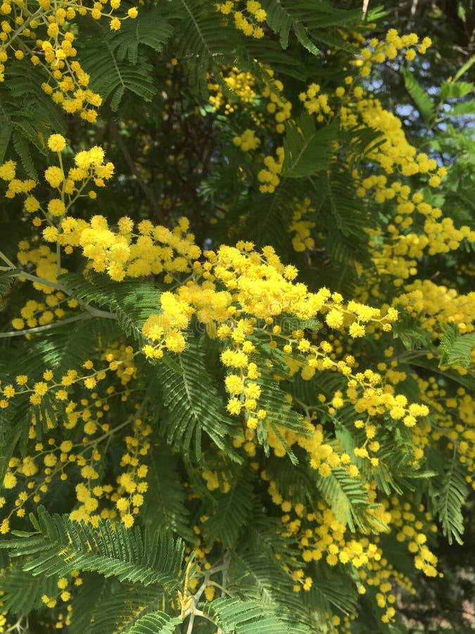 Yellow mimosa flowers stock image. Image of luscious 13977363