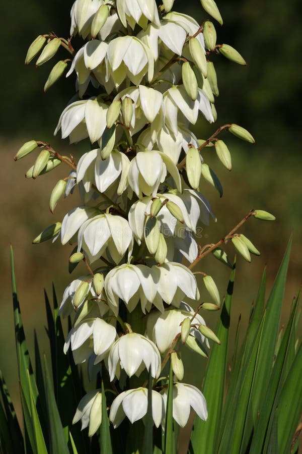 Flowering Yucca plant stock photo. Image of foliage, blooming 11872364