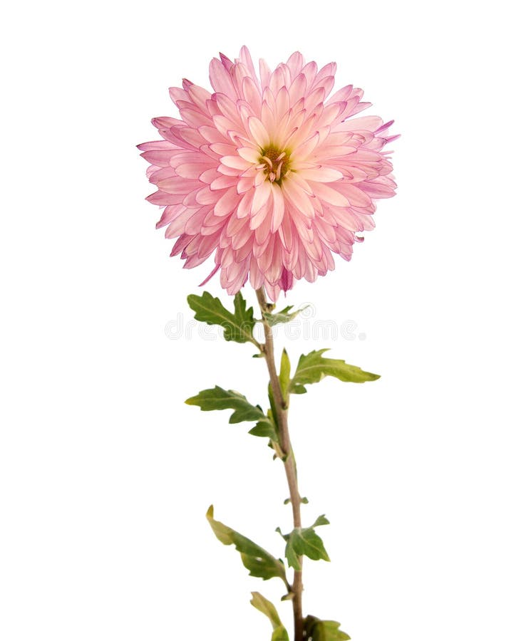 Floweron rosado del crisantemo
