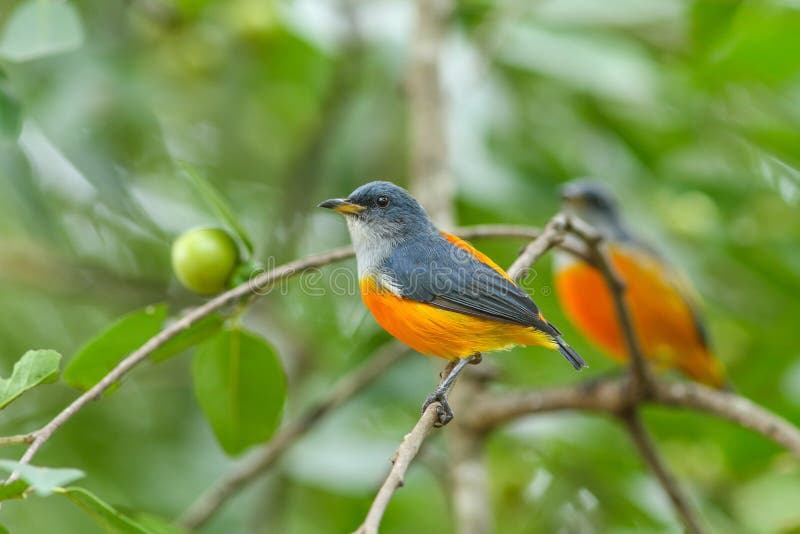 Flowerpecker Orange-gonflé par oiseau coloré photographie stock libre de droits Flowerpecker Orange-gonflé par oiseau coloré photographie stock libre de droits