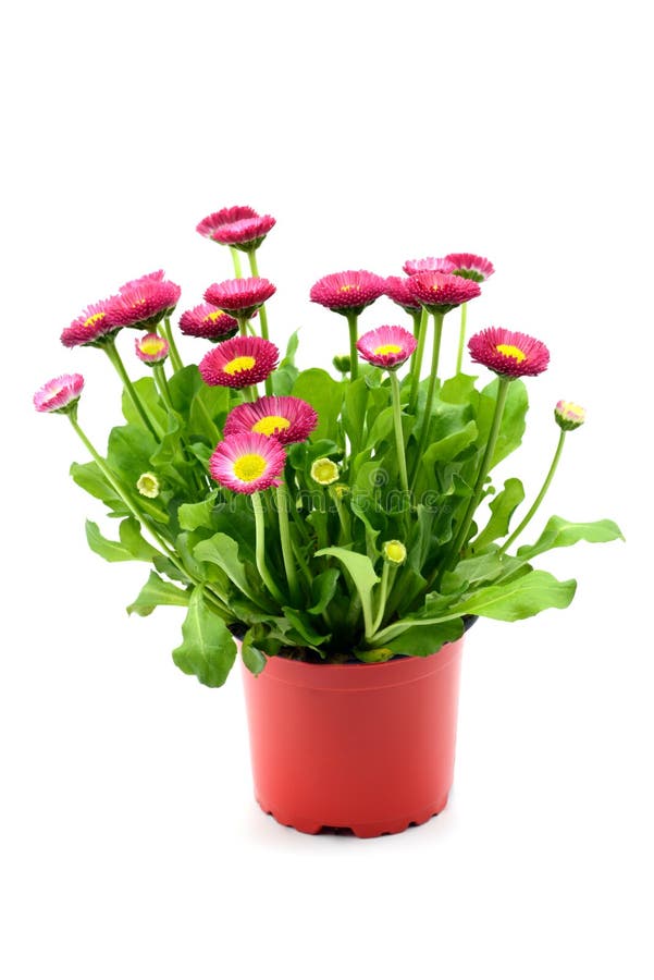 Flowerpot of daisy flowers Bellis perennis stock photo Flowerpot of daisy flowers Bellis perennis stock photo