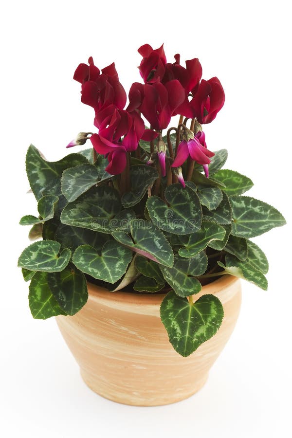 Vaso de ciclámen foto de stock royalty free