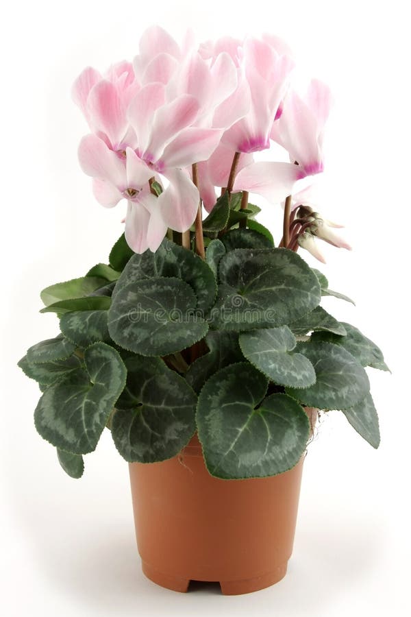 Vaso de ciclámen foto de stock