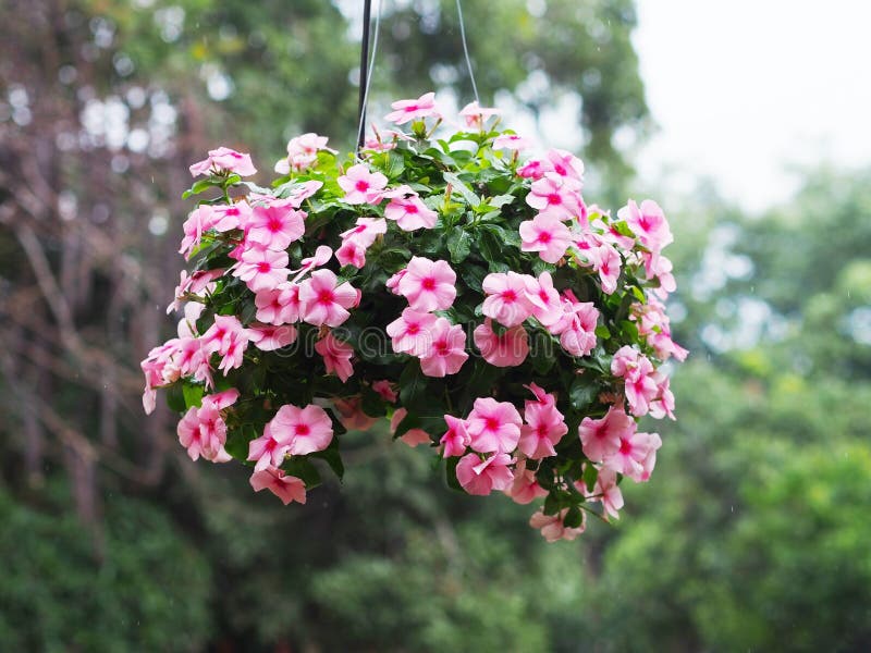 Flowerpot of pink periwinkle flower hanging in garden.