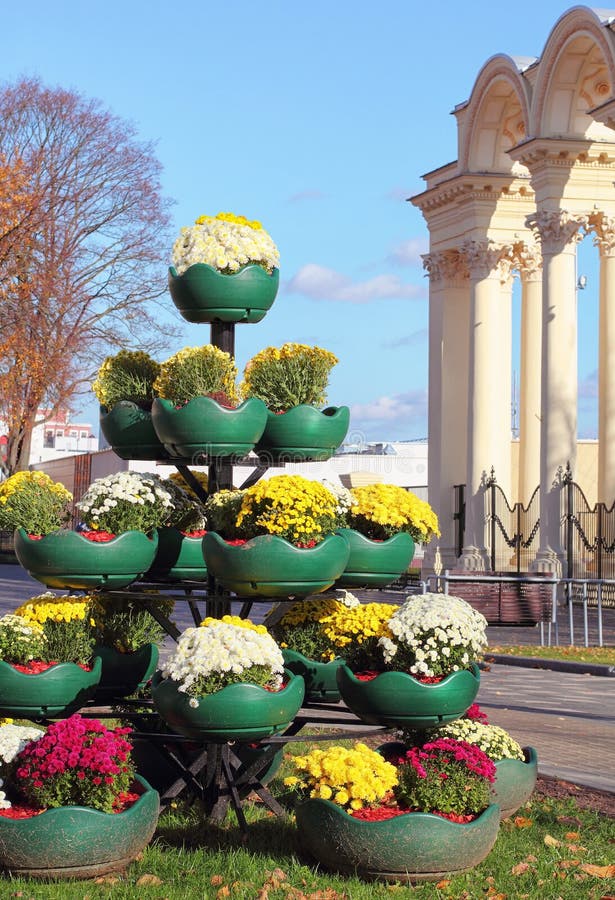 Flowerpots met chrysanthemums in de straten van Minsk Flowerpots met chrysanthemums in de straten van Minsk