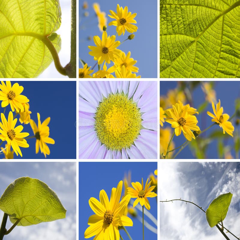 Flowers stock photos