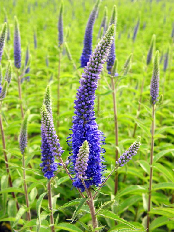 5,389 Veronica Flowers Stock Photos Free & RoyaltyFree Stock Photos