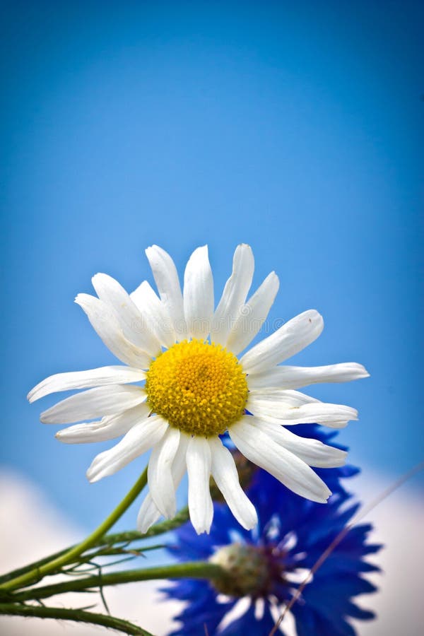 Flowers royalty free stock photo