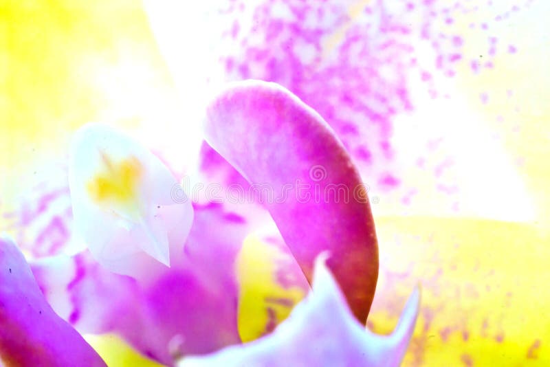 Flowers royalty free stock images