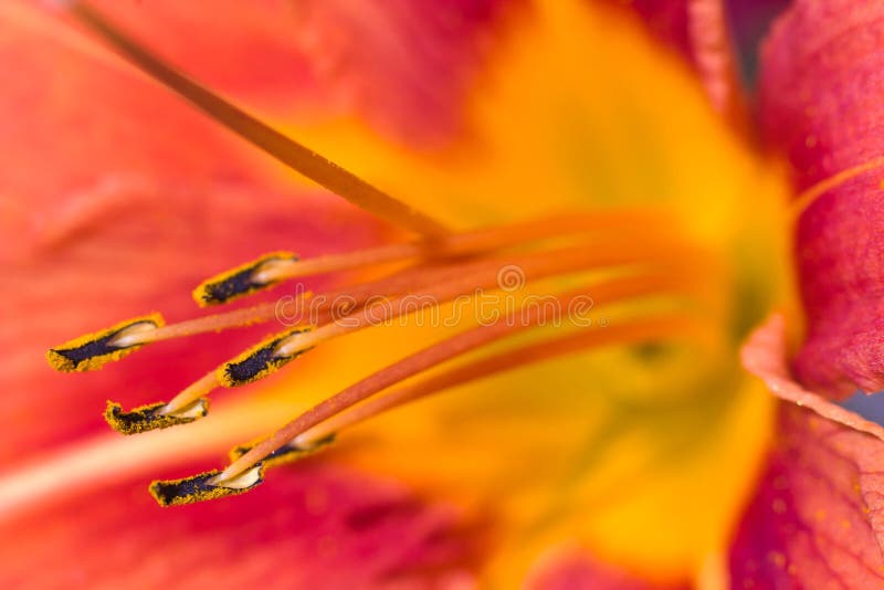 Flowers stock images